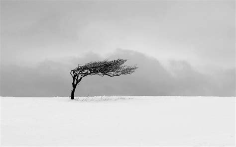 Nature Trees Winter Snow Monochrome Minimalism Mist Wallpapers Hd