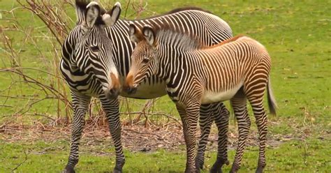 Meet Teri The Bronx Zoos New Baby Zebra