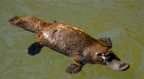 The most common of these is the pekin. 9.) Duck-billed platypus | Australian animals, Australia ...