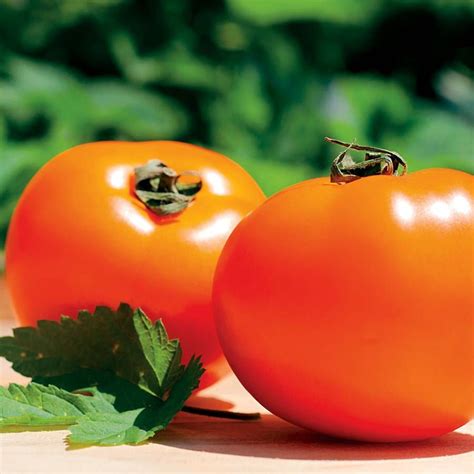 Chefs Choice Orange Hybrid Tomato Seeds Park Seed
