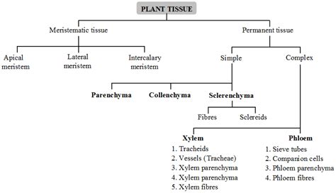 Plant tissues can be grouped into plant tissue systems each performing. What are the types of plant tissues and their functions ...