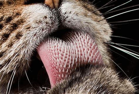 Why Do Cats Stick Their Tongue Out Find Out Inside