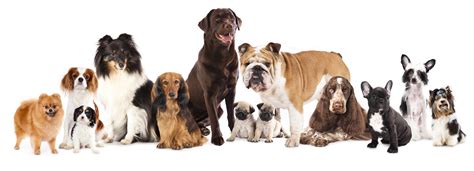 How Many Breeds Of Dogs Are There In The World Dog Breeds Photos