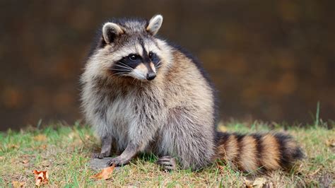This Is Why Raccoons Are Smarter Than You Think Procaffenation