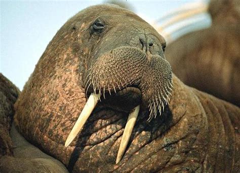 Marine Life Pacific Walrus