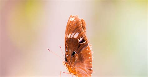 Brown Butterfly · Free Stock Photo
