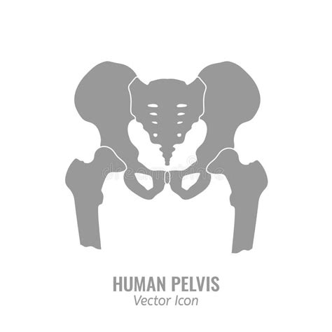 Pelvis Skeleton Icon Flat Style Stock Vector Illustration Of Pelvis