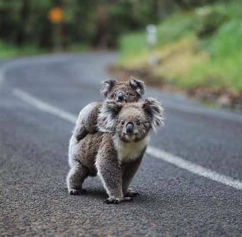 Psbattle These Koala Bears Photoshopbattles