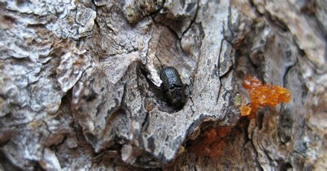 Mountain Pine Beetle Epidemic Sustainable Lumber Co
