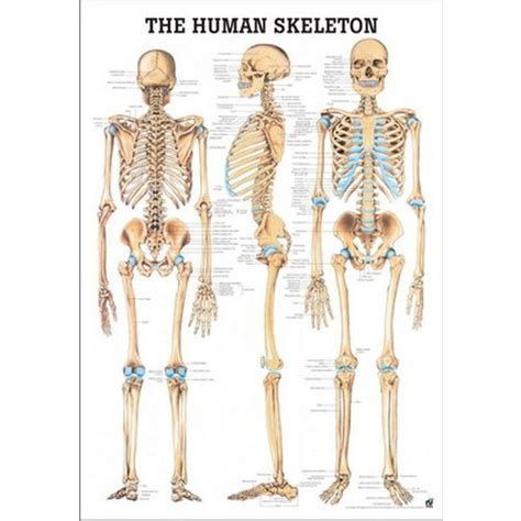 The Human Skeleton Poster Health And Care