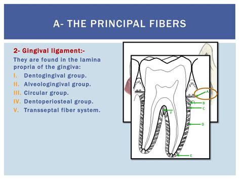 Ppt Periodontium Powerpoint Presentation Free Download Id1993817