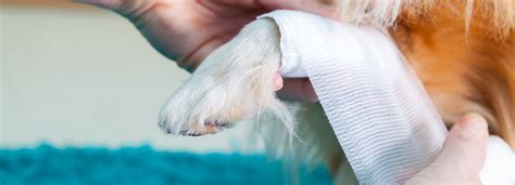 How To Clean A Dog Wound Vetericyn — Naive Pets