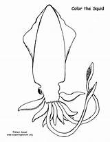 Squid Coloring Sponsors Wonderful Support Please sketch template