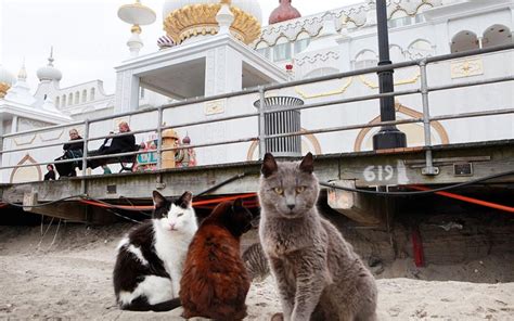 Us Is Overrun With More Than 50 Million Feral Cats Al Jazeera America