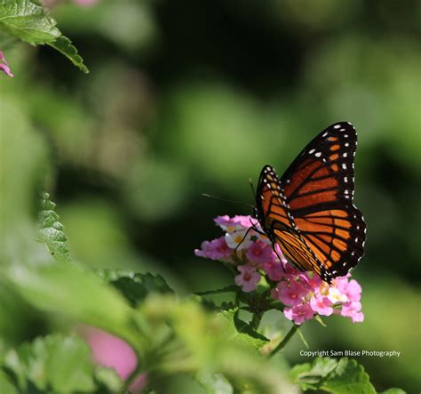 View Of Monarch Butterfly In Late July 2015 By Sam Blase 500px