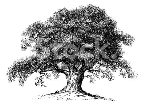 Oak Tree Tree Clipart Clipart Image 24892