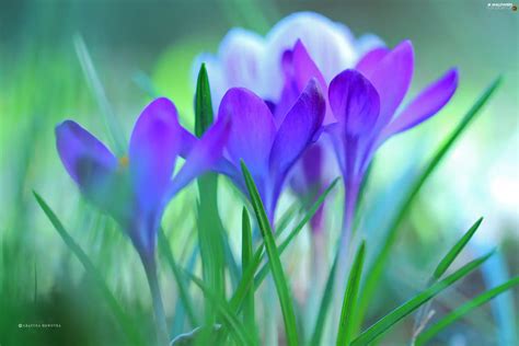 Flowers Crocuses Purple For Desktop Wallpapers 2560x1707