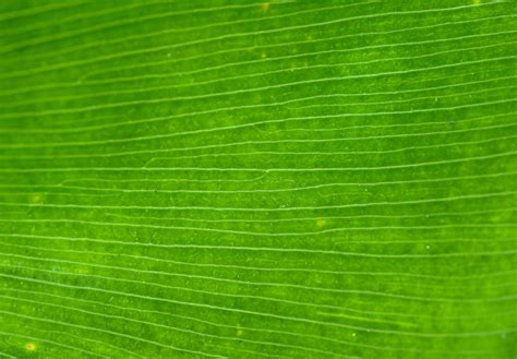Plant Texture Green Texture Leaf Texture Green Leaf Background