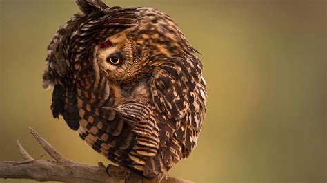 Wallpaper National Geographic 4k Hd Wallpaper Owl Funny Os 149