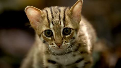 Meet The Worlds Smallest Wild Cat The Rusty Spotted Cat Gallery