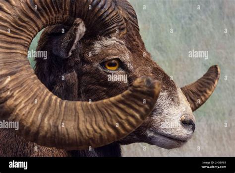 The European Mouflon Ovis Aries Musimon Is A Feral Subspecies Of The