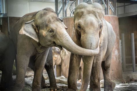 Tusko The Asian Elephant Dies At The Oregon Zoo