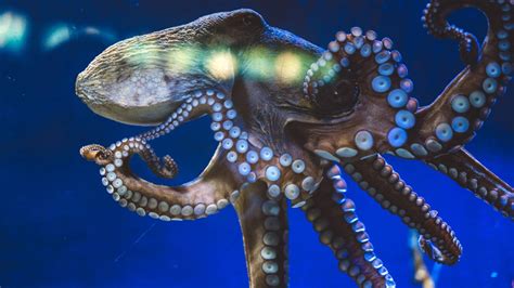 Asocial Octopuses On Ecstasy Just Want Hugs Scientists Say Hub