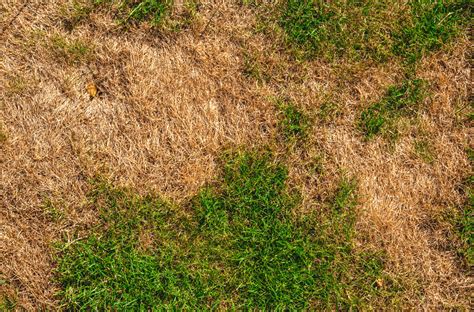 Brown Patches In Lawn Experigreen