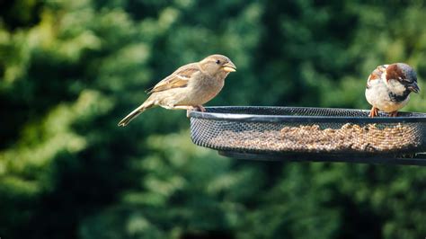 How To Attract Birds To Your Garden Northern Life