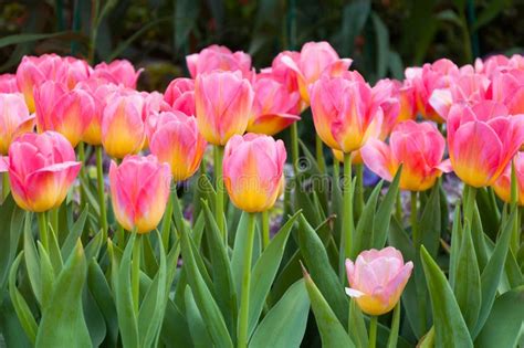 Colorful Pink Tulips Flowersthe Blooming Of Tulip Stock Photo Image