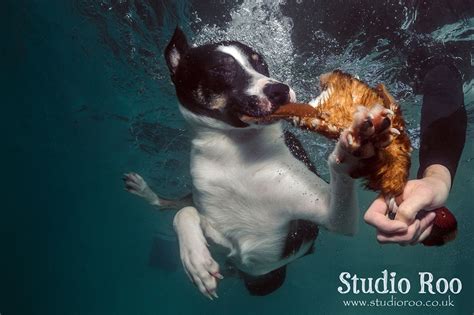 Amazing Underwater Dog Photography