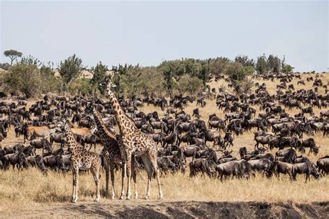 Mass Wildebeest Migration In The Masai Mara Africa