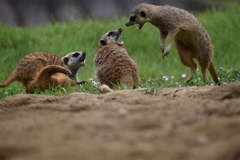 The Secrets Of The Meerkat Social Structure And Survival Strategies