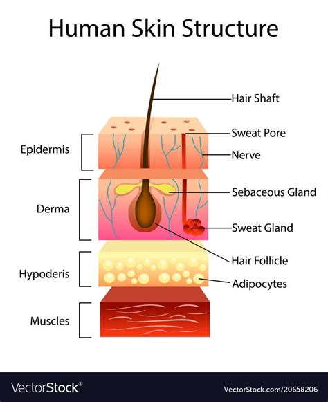The signs of ageing are mostvisible in the skin. Human skin structure vector image on | Skin structure ...