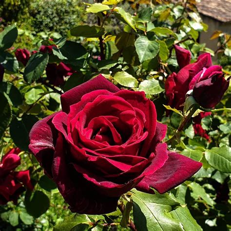 Papameilland Rose Garden Parfum Deco Jardin Hybridtea Blooming