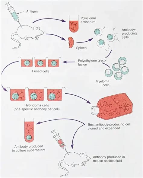 Monoclonal Antibodies Mab Harvesting Types Applications • Microbe