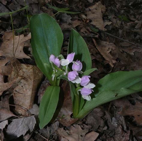 Ohio Birds And Biodiversity An Imcomparable Orchid