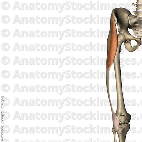Anatomy Stock Images Knee Musculus Tensor Fascitae Latae Muscle