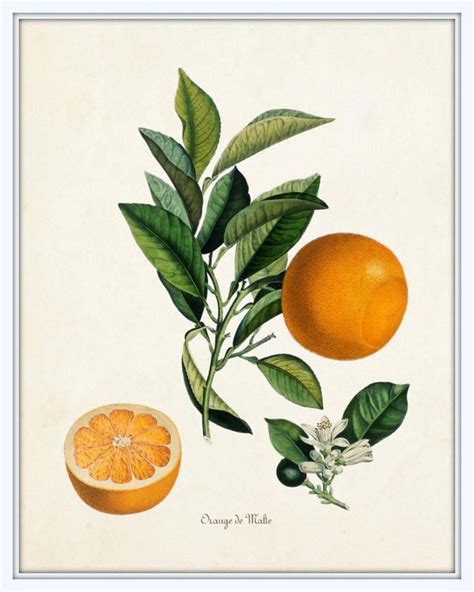 Vintage Citrus Orange Botanical Print Set Giclee Prints Belle