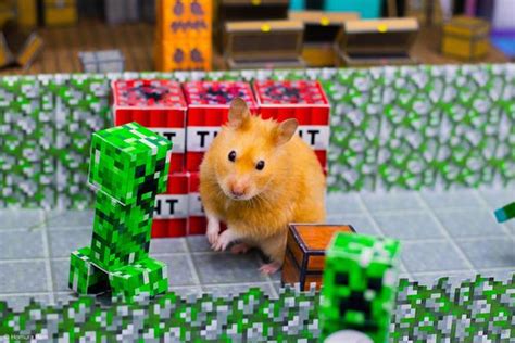 Funny Hamster Tries To Escape Diy Minecraft Maze Game Full