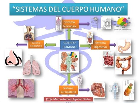 Mapa Mental De Los Sistemas Del Cuerpo Humano Phore