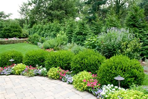 Landscaping Flowers Shrubs For Landscaping Landscaping Shrubs