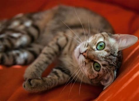 4 Ways To Keep Your Indoor Cat Entertained While Youre Away Petmd