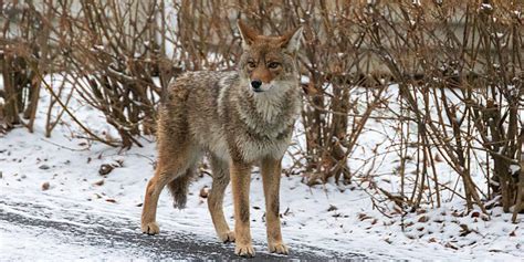 Keep Yourself And Pets Safe From Coyote Attacks In Burlington Insauga