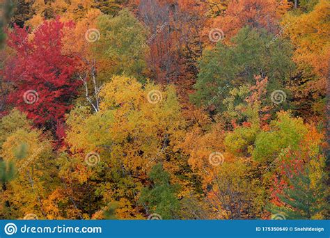 Fall Foliage In Quebec Mountains Stock Image Image Of Nature Foliage