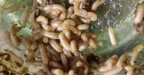 Maggot Lifespan How Long Do Maggots Live A Z Animals