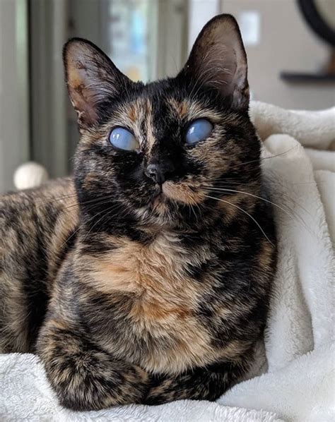 Meet The Stunning Tortie Cat Who Has A Rare Eye Condition But Is