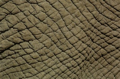 African Elephant Skin Loxodonta Africana Stock Photo Dissolve