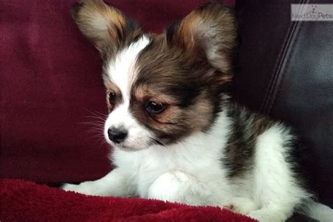 Buddy Male Papillon For Sale