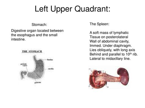 Left Lower Quadrant Anatomy